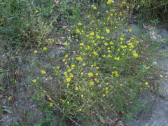 Crepis tectorum