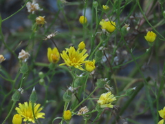 Crepis tectorum