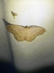 Lambdina fiscellaria