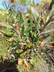 Leucadendron macowanii