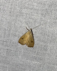Rivula sericealis