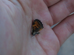 Phyciodes tharos orantain