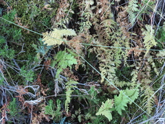 Woodsia oregana