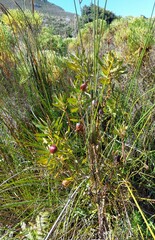 Leucadendron macowanii