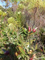 Leucadendron macowanii