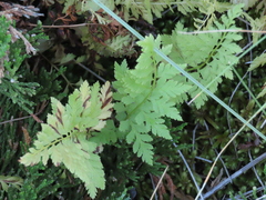 Woodsia oregana