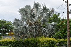 Bismarckia