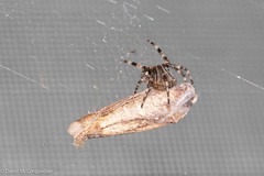 Araneus diadematus
