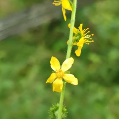 Agrimonia eupatoria