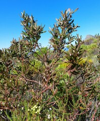 Leucadendron macowanii