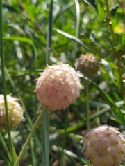 Trifolium fragiferum