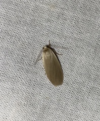 Eilema griseola