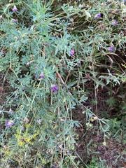 Medicago sativa