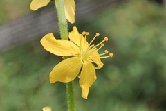 Agrimonia eupatoria