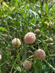 Trifolium fragiferum