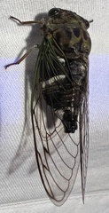 Neotibicen latifasciatus