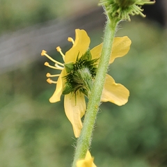 Agrimonia eupatoria