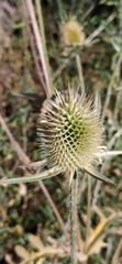 Dipsacus laciniatus