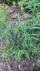 Euthamia graminifolia