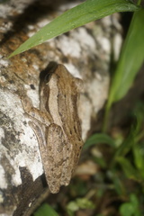 Polypedates leucomystax