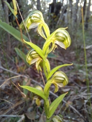 Pterostylis vittata