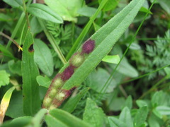Cystiphora sanguinea