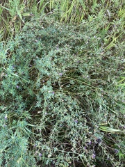 Medicago sativa