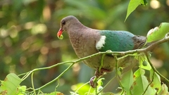 Chalcophaps longirostris