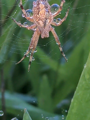 Neoscona