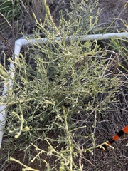 Cycloloma atriplicifolium