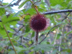 Ribes menziesii