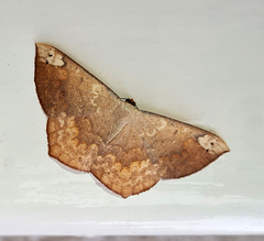 Peratostega deletaria