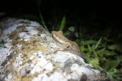 Polypedates leucomystax