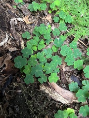 Oxalis acetosella