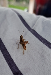 Gomphocerippus rufus