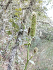 Eryngium duriaei