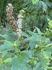 Phytolacca icosandra