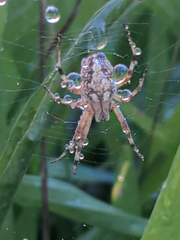 Neoscona