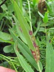 Cystiphora sanguinea