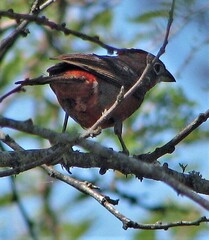 Coryphospingus cucullatus