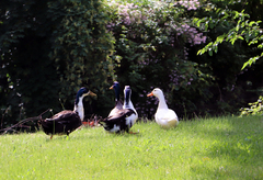 Anas platyrhynchos domesticus