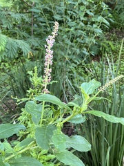 Phytolacca icosandra