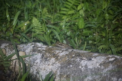 Polypedates leucomystax