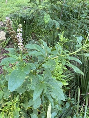 Phytolacca icosandra