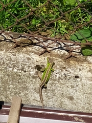 Lacerta agilis