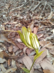 Pterostylis recurva