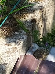 Lacerta agilis