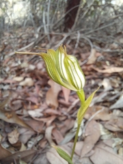 Pterostylis recurva