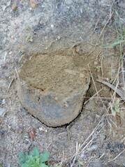 Pisolithus arhizus