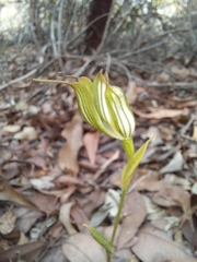 Pterostylis recurva